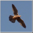 Falco tinnunculus - Turmfalke 02.jpg